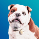 Churchill discount codes