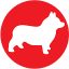 Corgi
