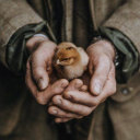 Pipers Farm discount codes